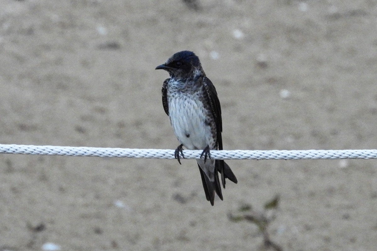 Purple Martin - ML620521695