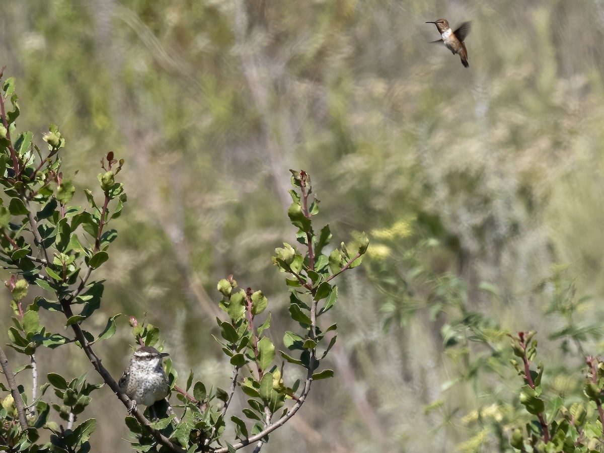 Cactus Wren - ML620521703