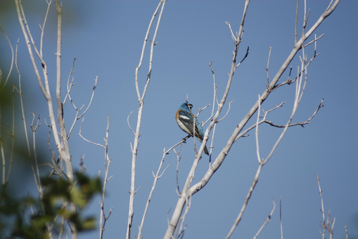 Lazuli Bunting - ML620521704