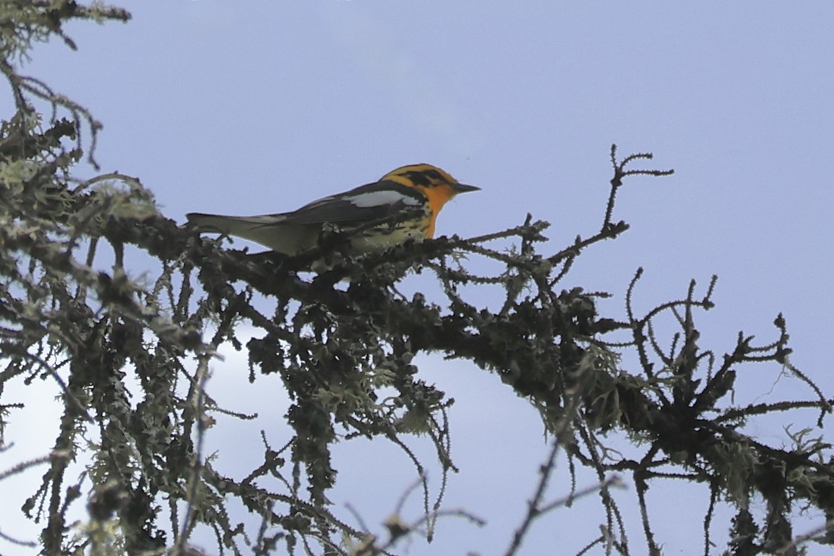 Blackburnian Warbler - ML620521706