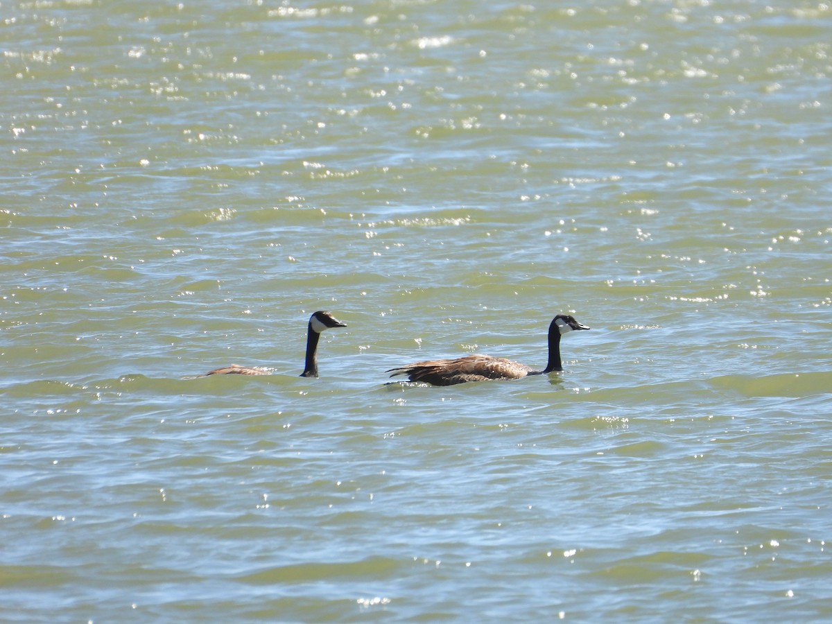 Canada Goose (moffitti/maxima) - ML620521707