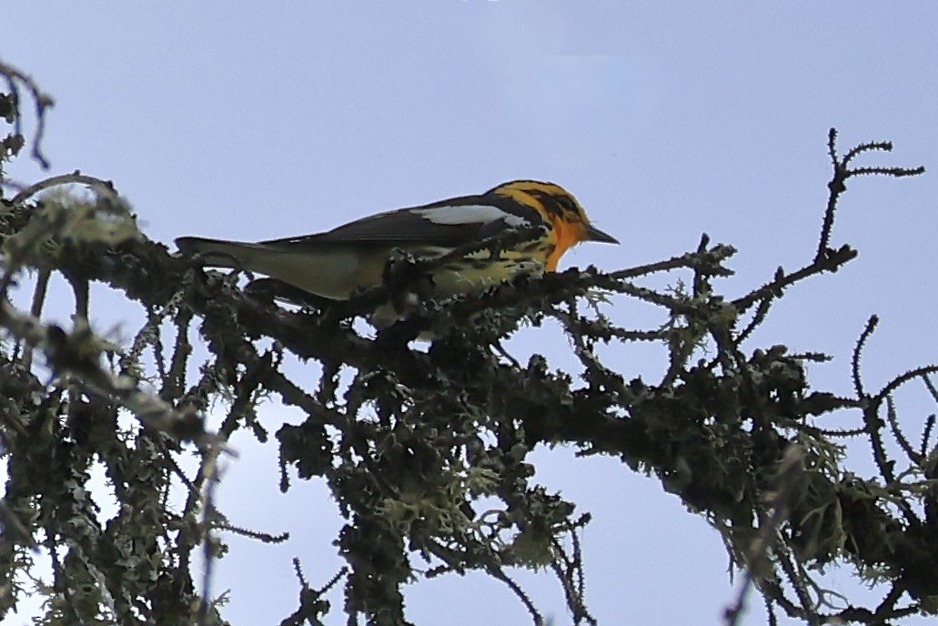 Blackburnian Warbler - ML620521708