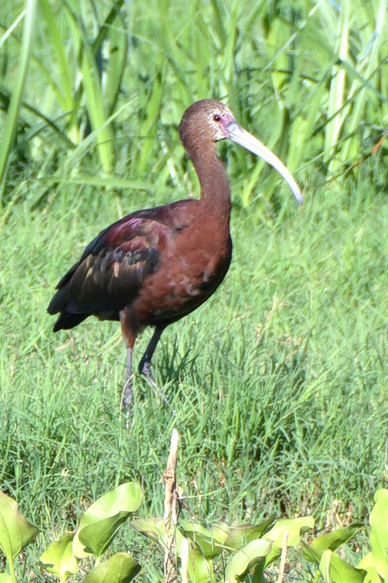 White-faced Ibis - ML620521716