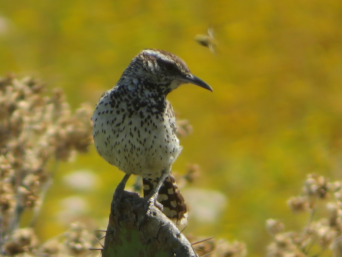 Cactus Wren - ML620521718