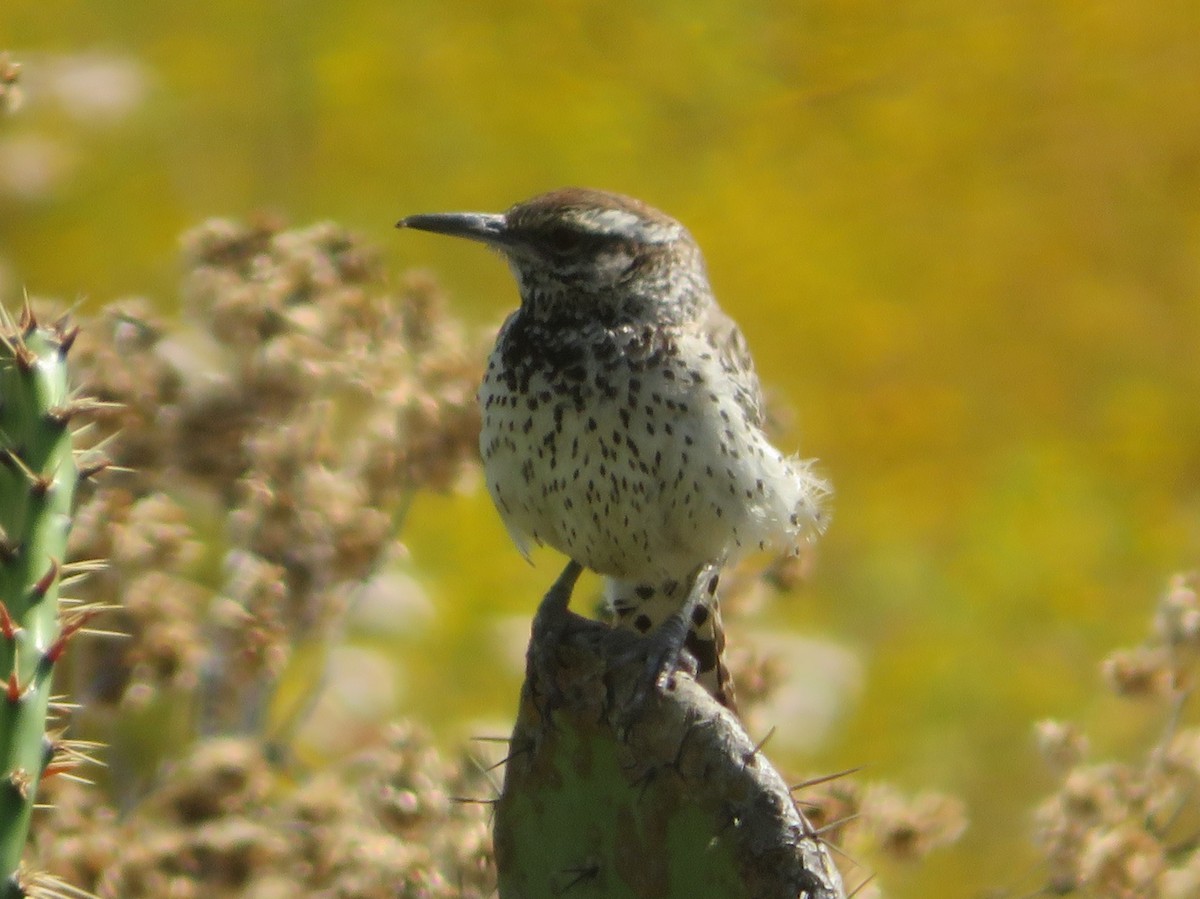 Cactus Wren - ML620521721