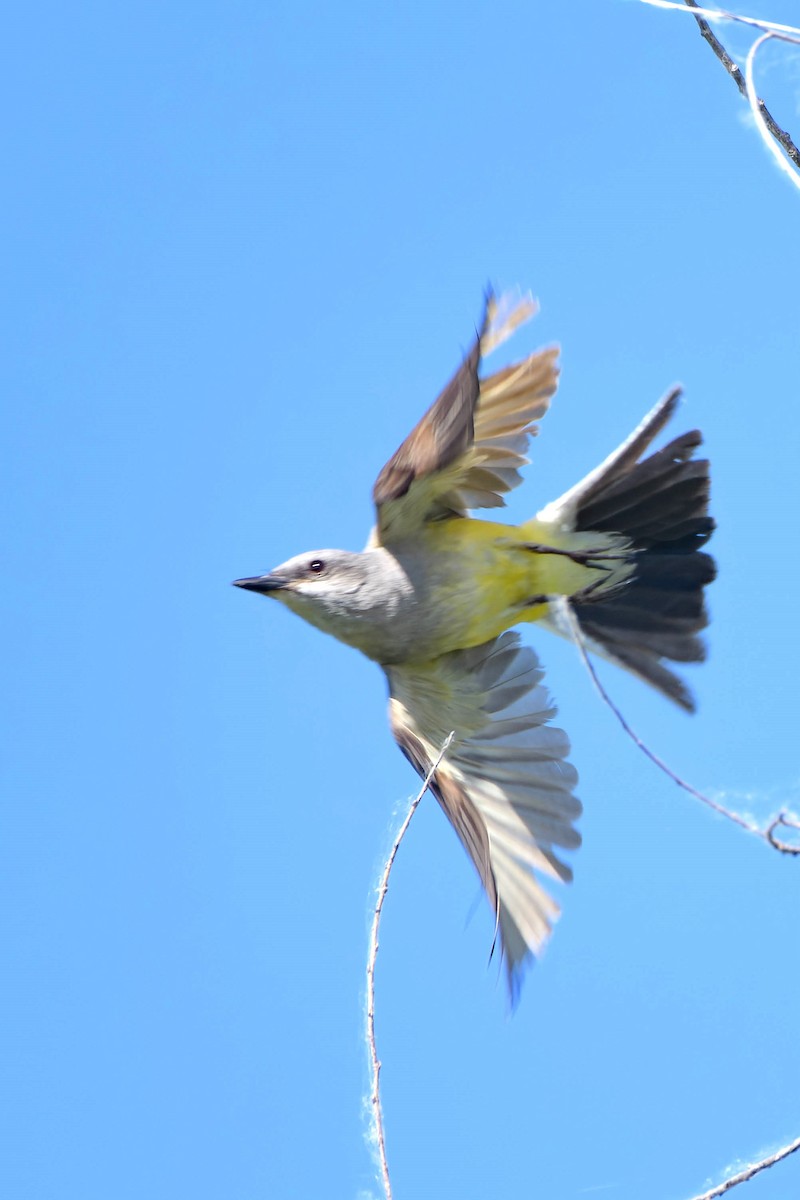 Western Kingbird - ML620521724