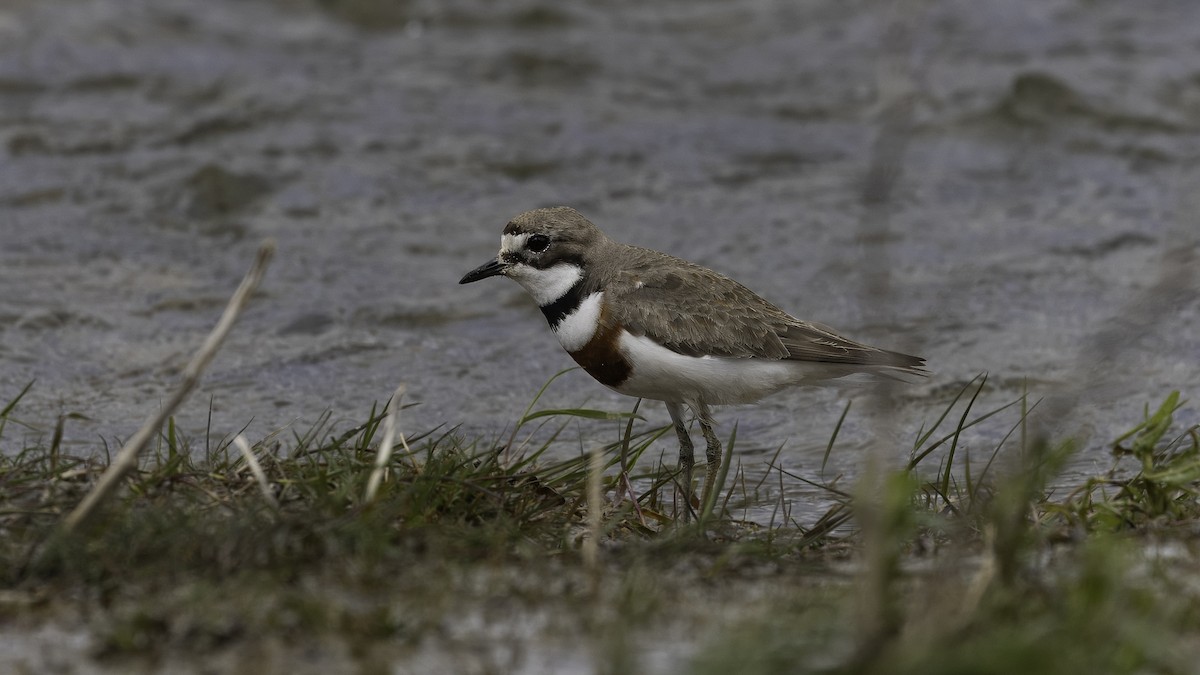 Double-banded Plover - ML620521727