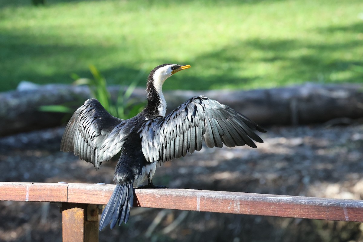 Little Pied Cormorant - ML620521728