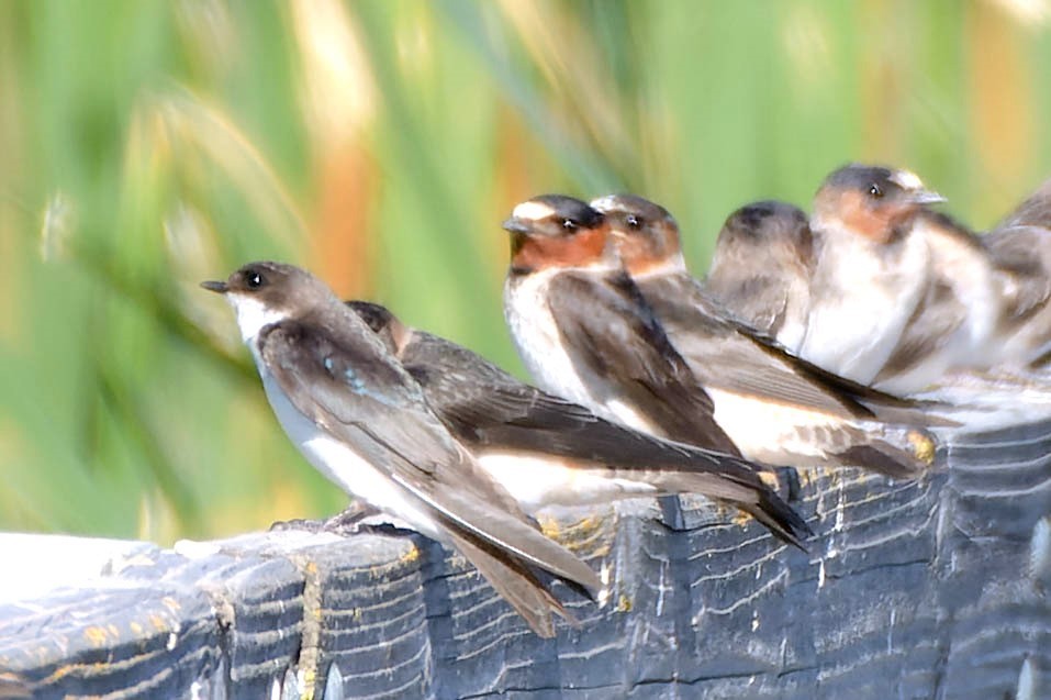 Tree Swallow - Gregg McClain