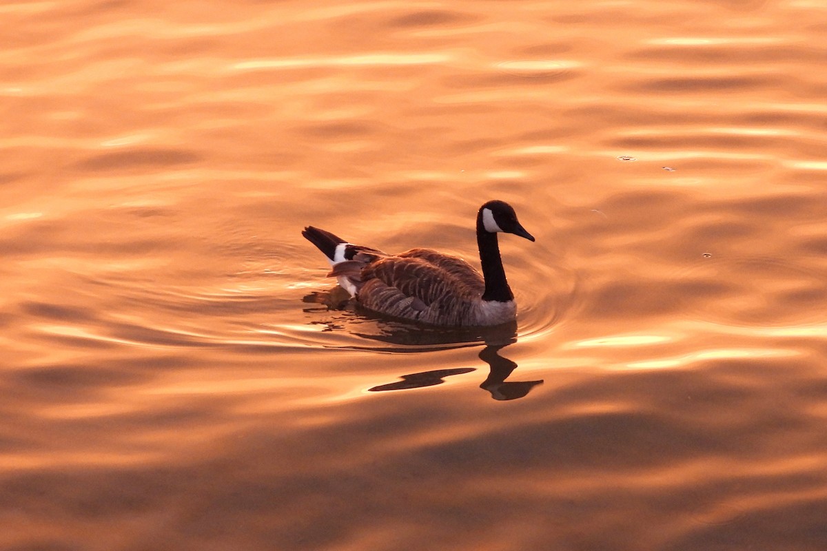 Canada Goose - ML620521735