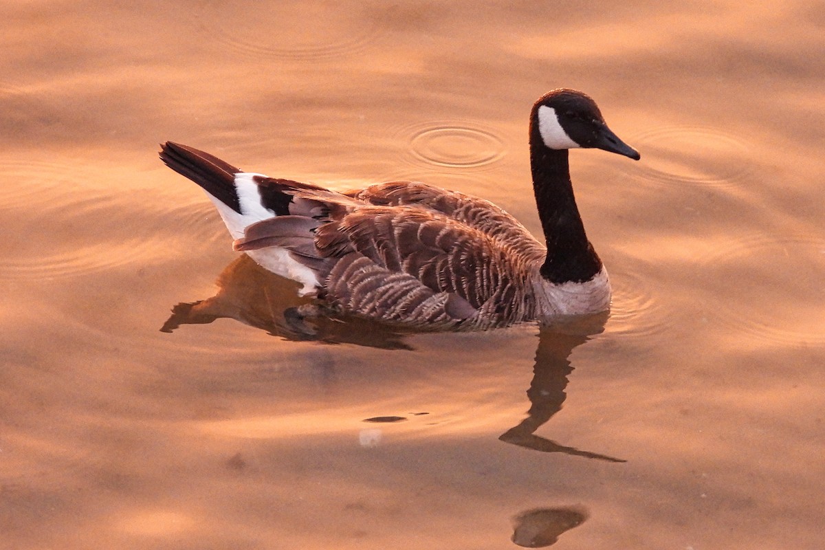 Canada Goose - ML620521736