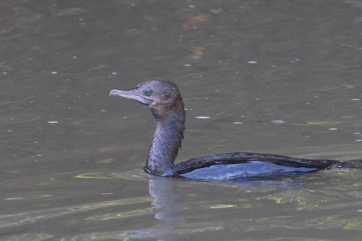 Little Black Cormorant - Dennis Devers