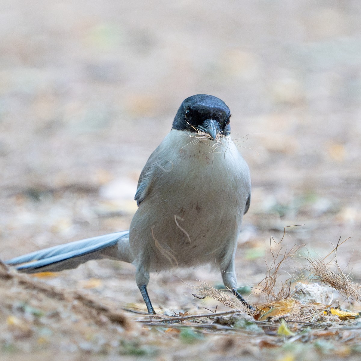 Azure-winged Magpie - ML620521744