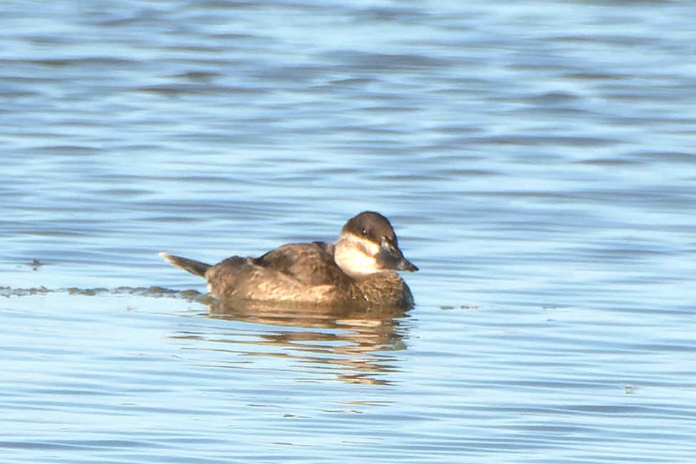 Ruddy Duck - ML620521746