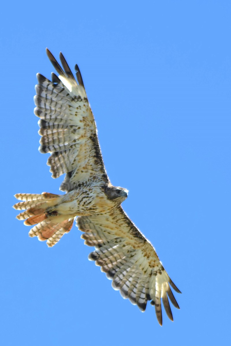 Red-tailed Hawk - ML620521751