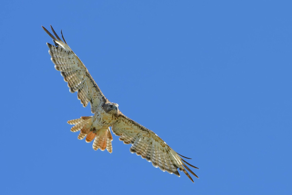 Red-tailed Hawk - Gregg McClain