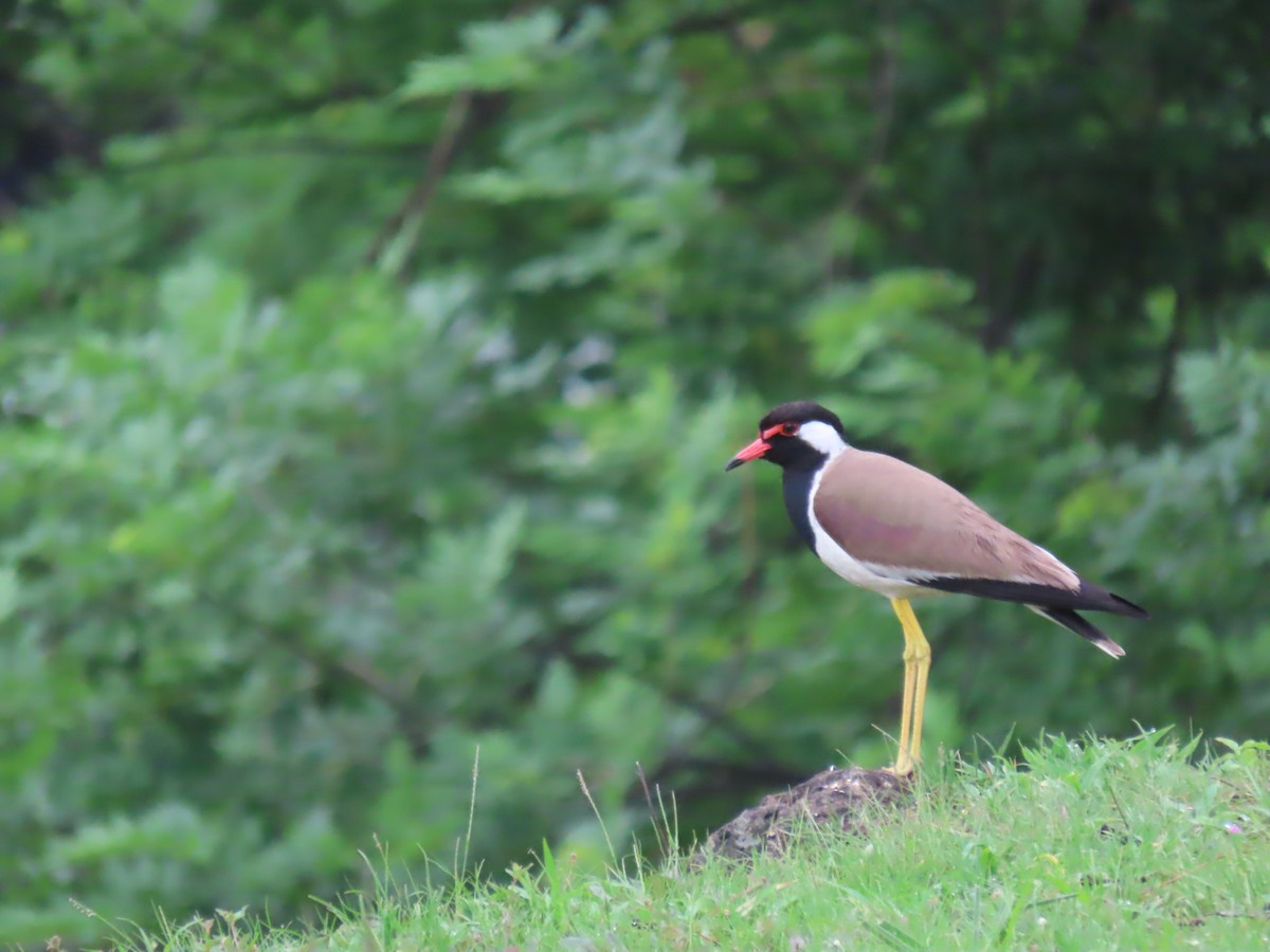 Red-wattled Lapwing - ML620521754