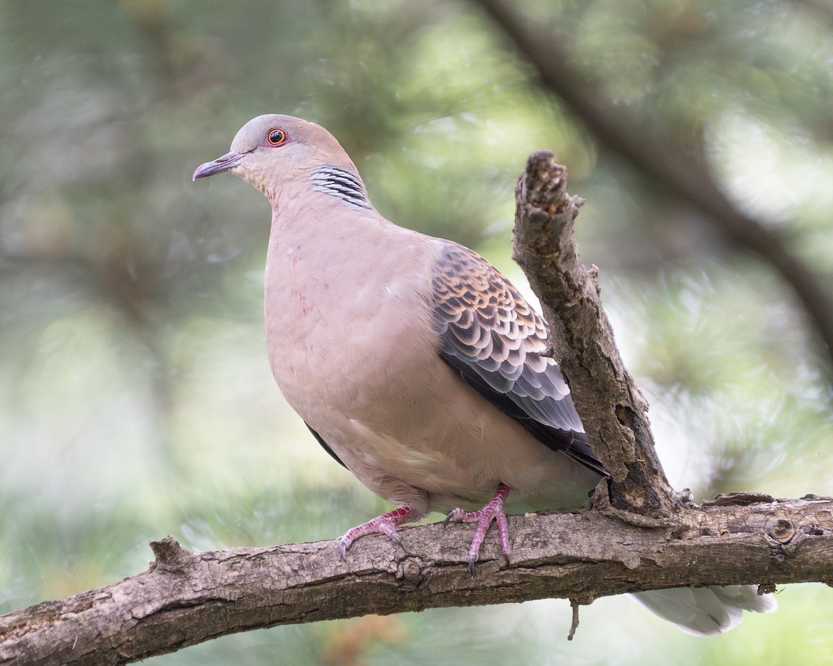 Oriental Turtle-Dove - ML620521755