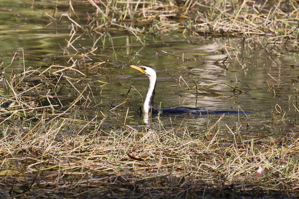 Little Pied Cormorant - ML620521758