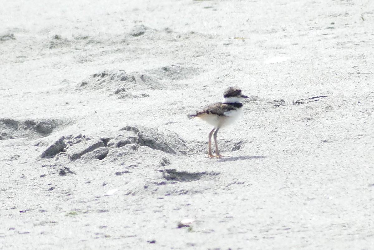 Killdeer - ML620521761