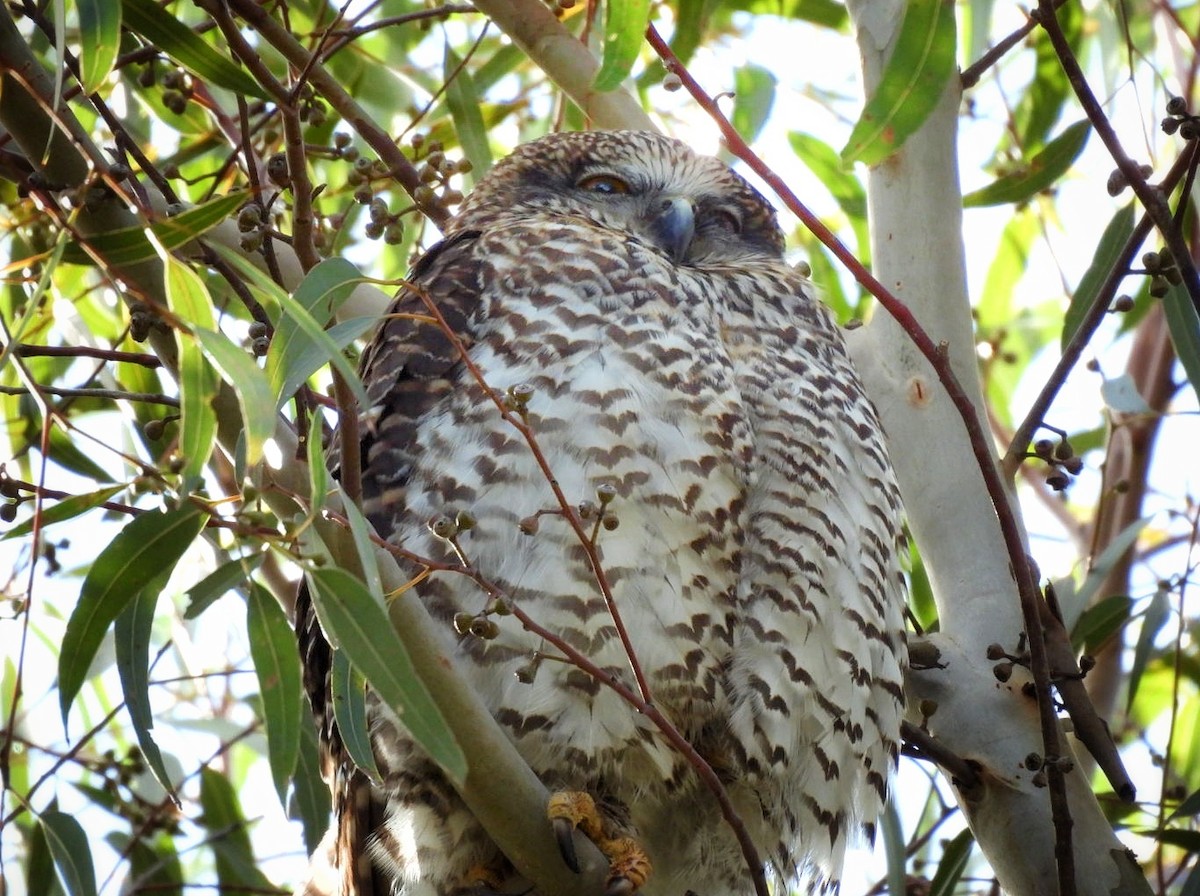 Powerful Owl - ML620521763