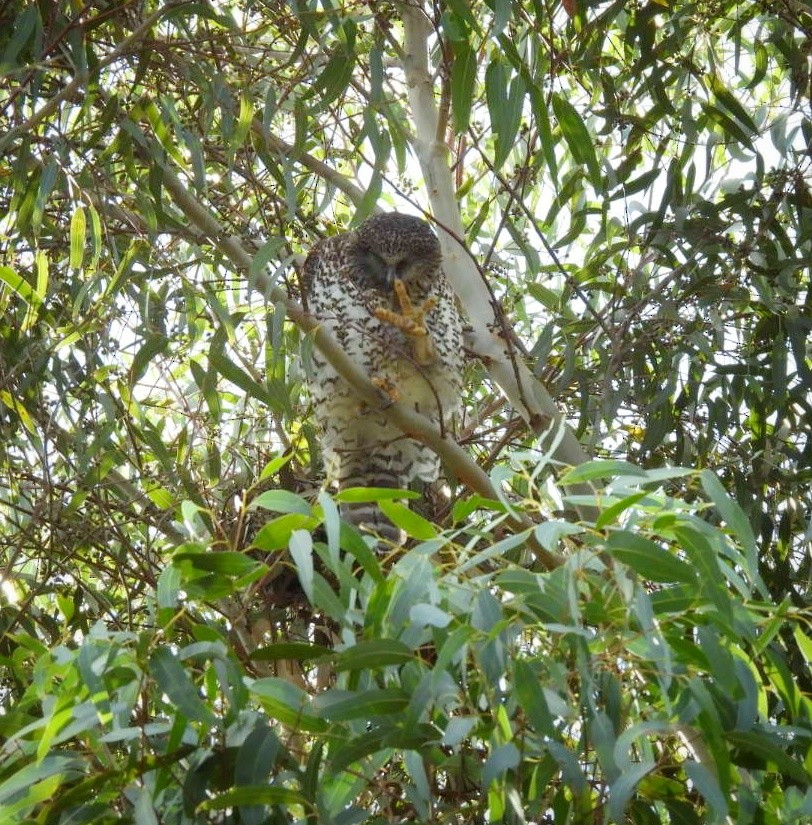 Powerful Owl - ML620521765