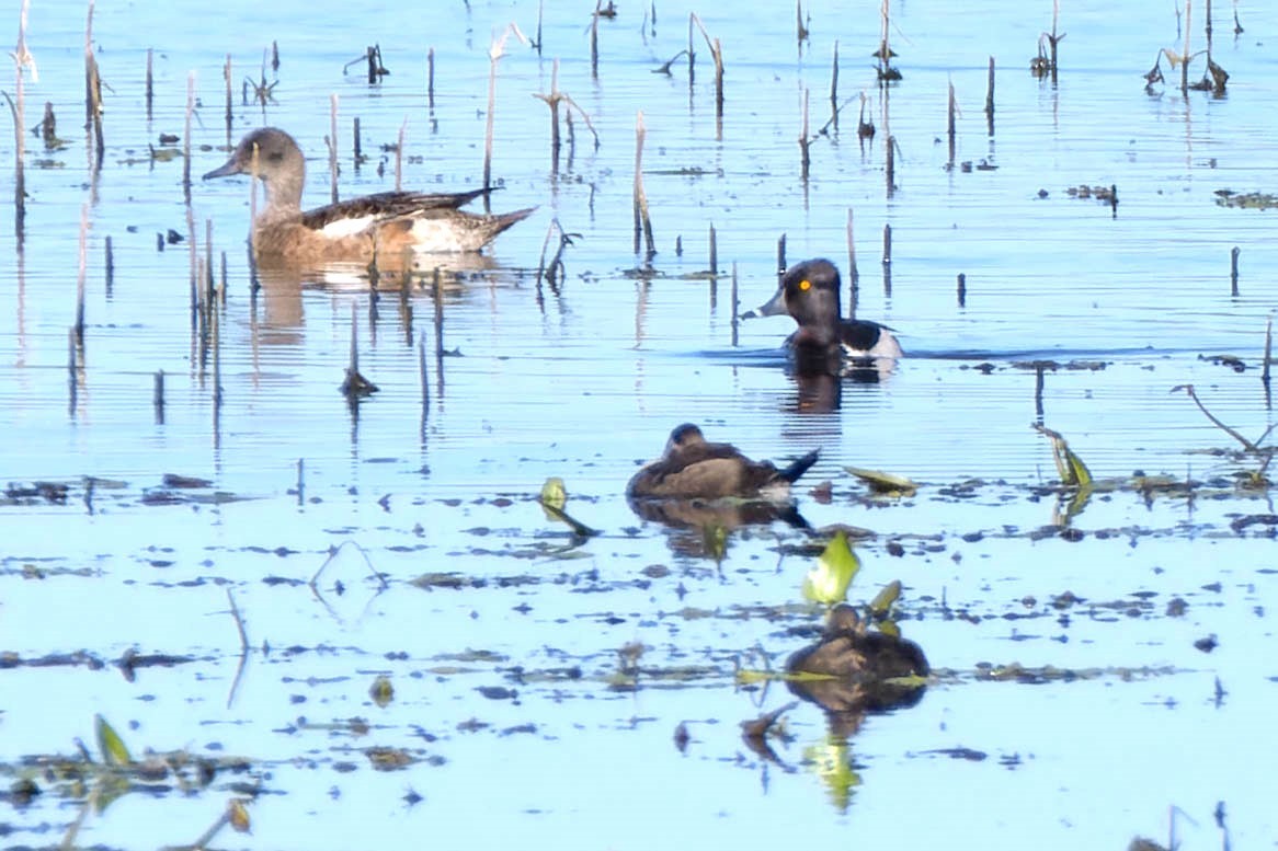 Ring-necked Duck - ML620521767