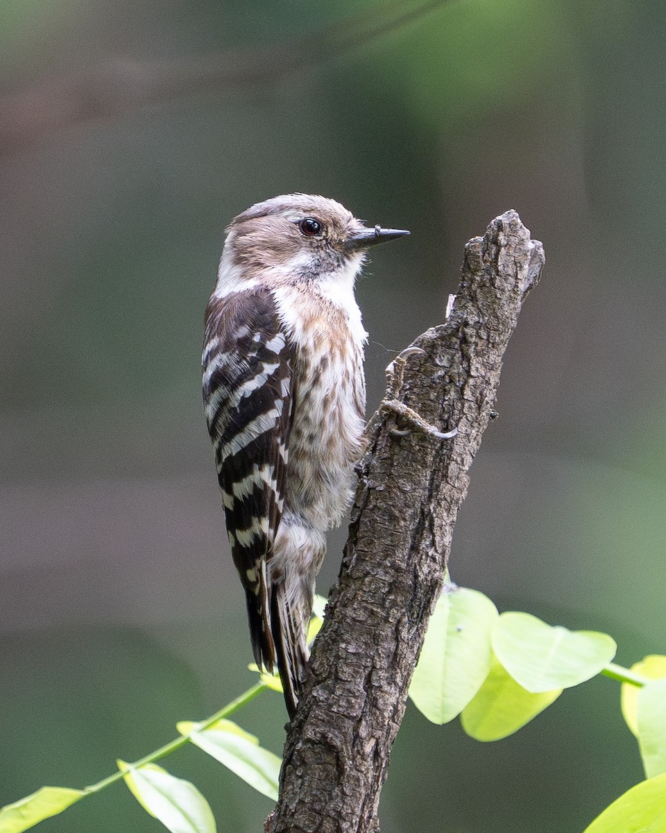 Japanese Pygmy Woodpecker - ML620521775