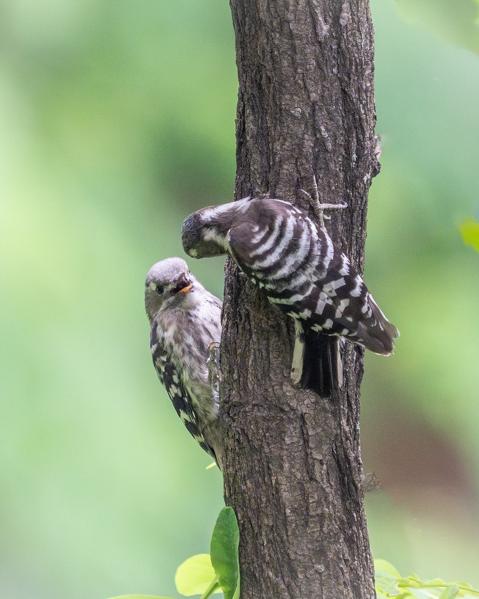 Japanese Pygmy Woodpecker - ML620521776