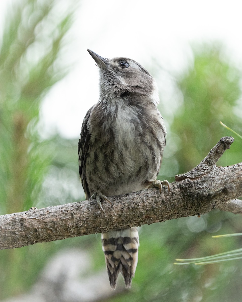 Japanese Pygmy Woodpecker - ML620521777