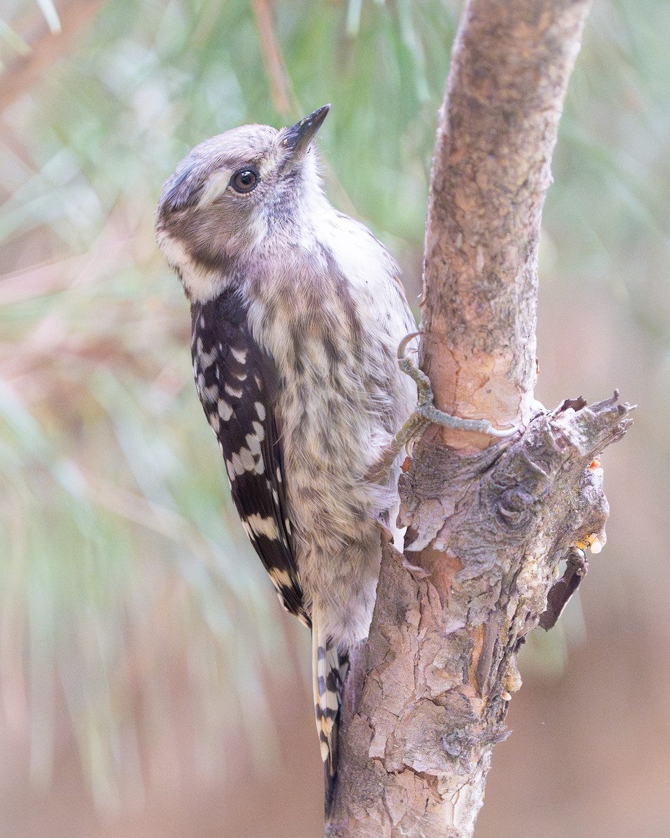 Japanese Pygmy Woodpecker - ML620521782