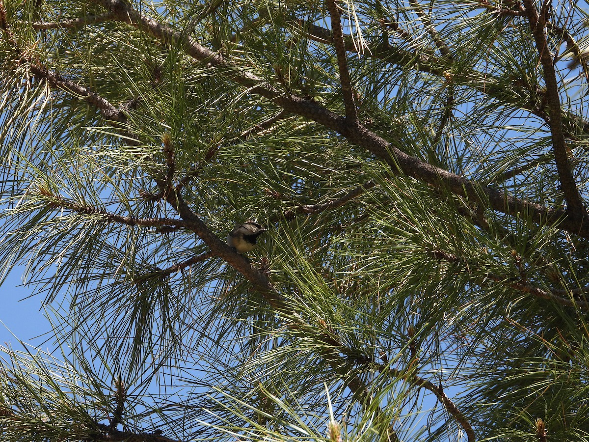 Mountain Chickadee (Rocky Mts.) - Colby Neuman