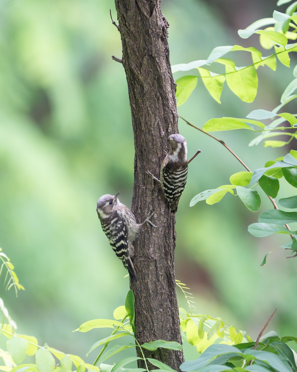 Japanese Pygmy Woodpecker - ML620521784