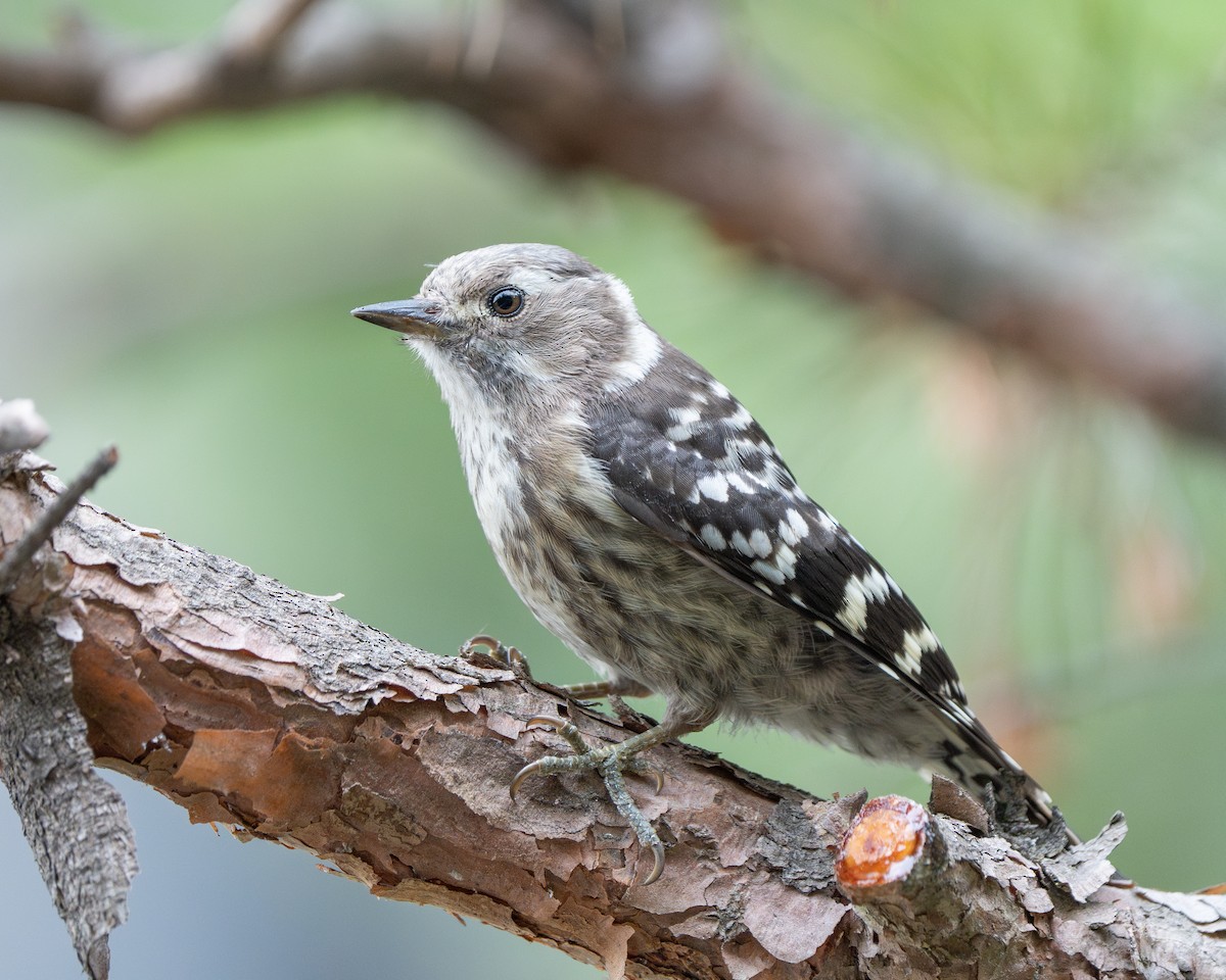 Japanese Pygmy Woodpecker - ML620521785