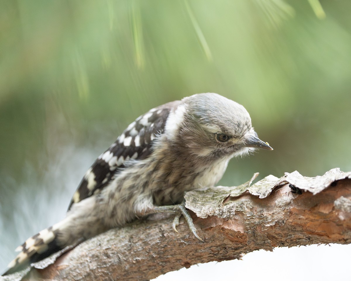Japanese Pygmy Woodpecker - ML620521786