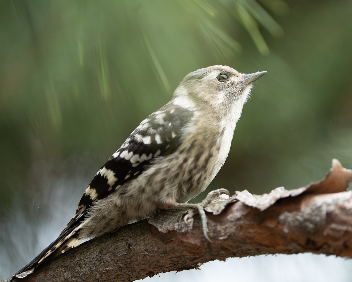 Japanese Pygmy Woodpecker - ML620521787