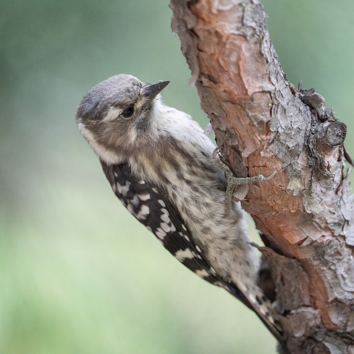 Japanese Pygmy Woodpecker - ML620521788