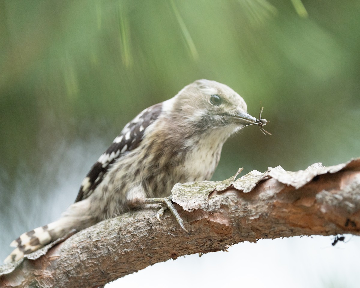 Japanese Pygmy Woodpecker - ML620521789