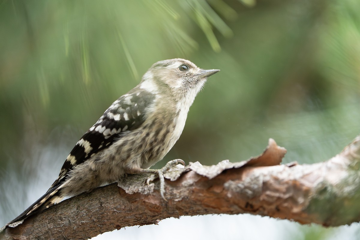 Japanese Pygmy Woodpecker - ML620521790