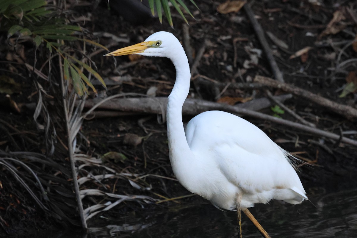 Great Egret - ML620521805