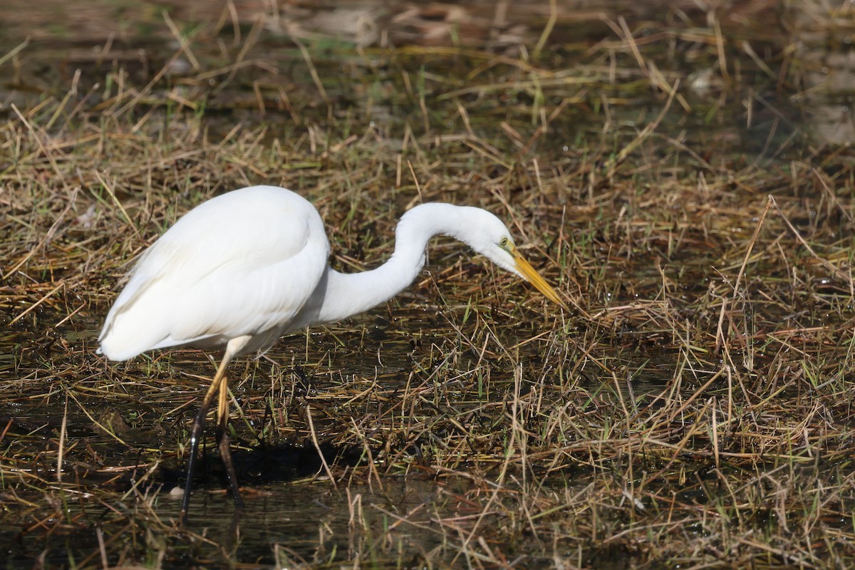 Great Egret - ML620521806