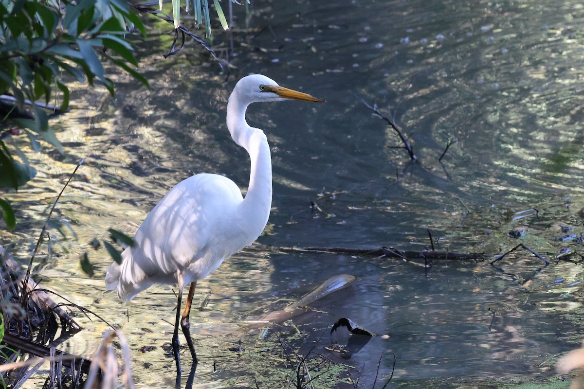 Great Egret - ML620521807