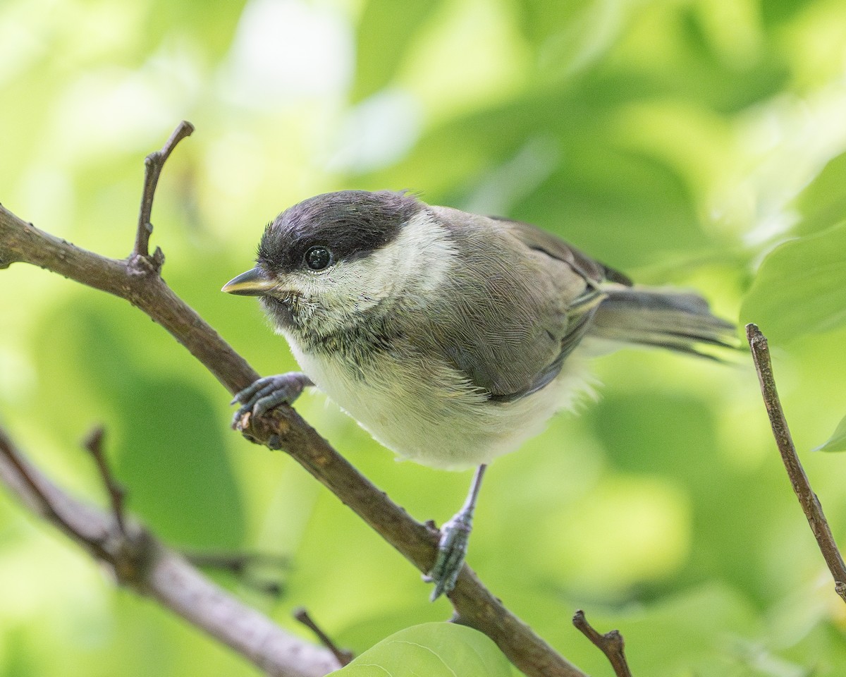 Mésange nonnette - ML620521810