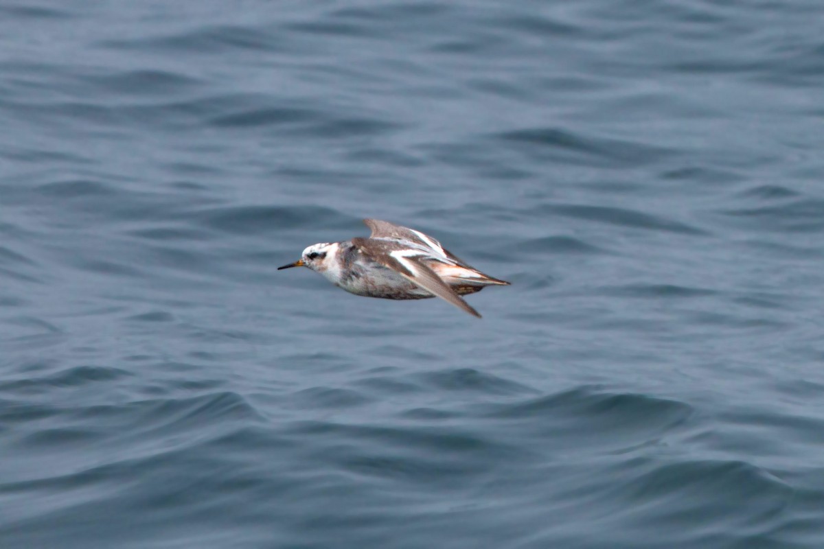 Phalarope à bec large - ML620521812