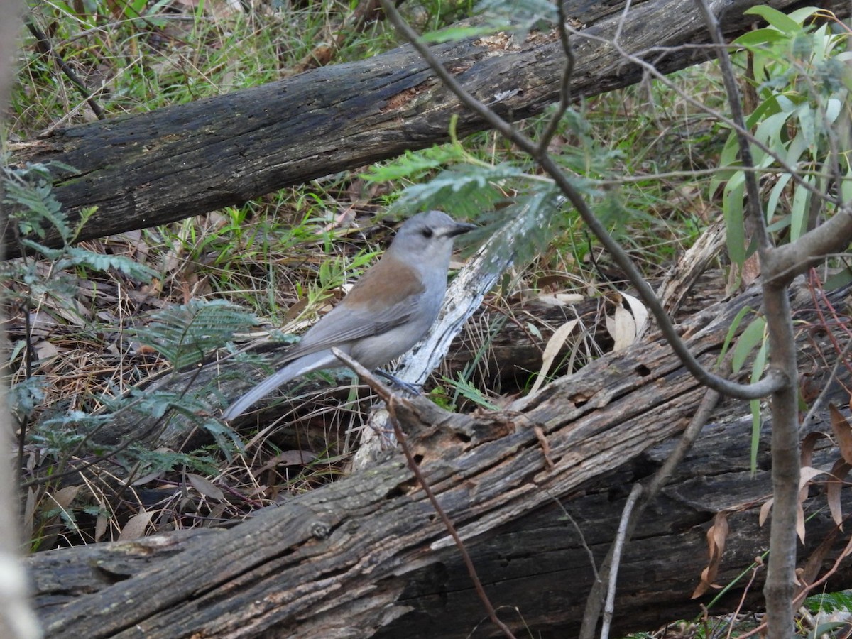 Gray Shrikethrush - ML620521816