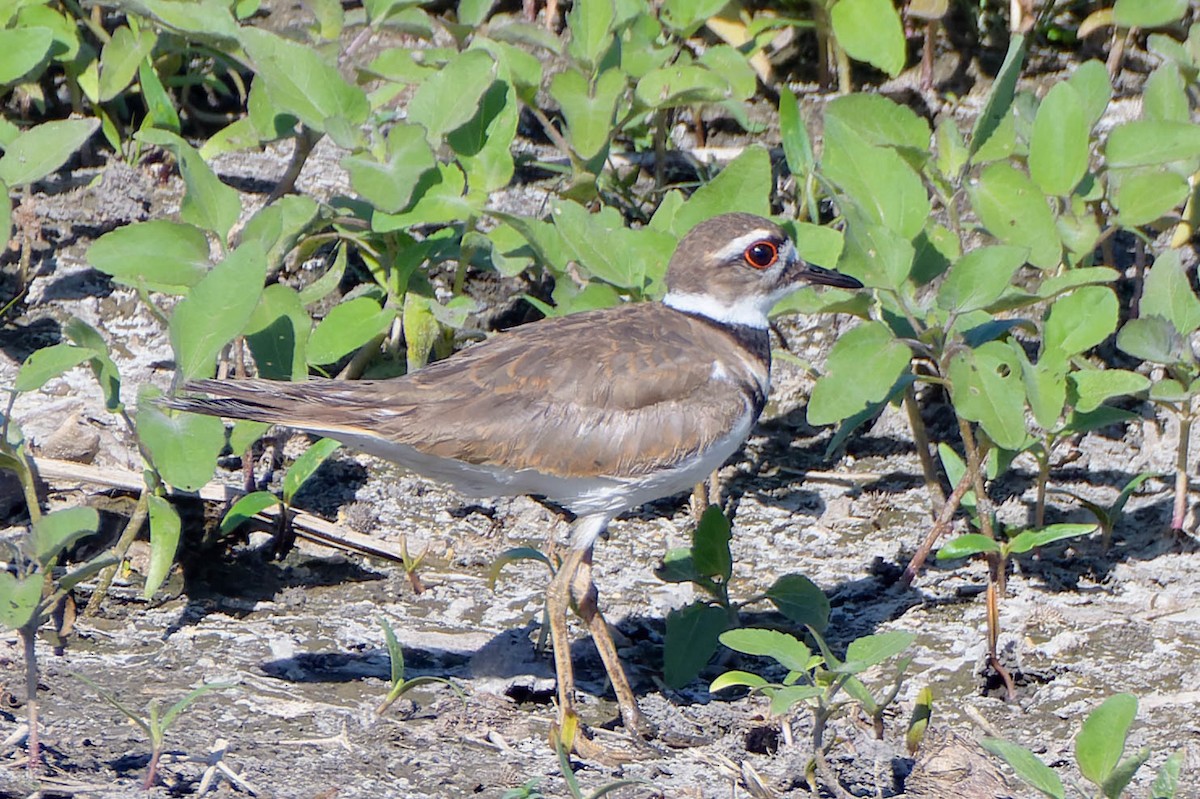 Killdeer - ML620521817