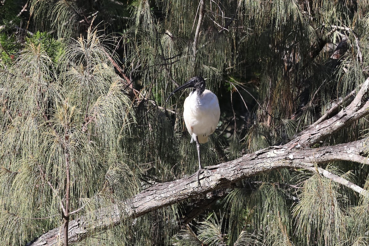 ibis australský - ML620521820