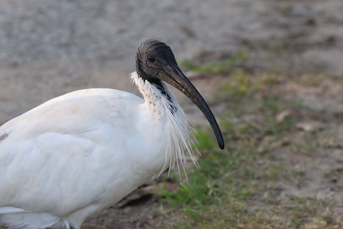 ibis australský - ML620521821