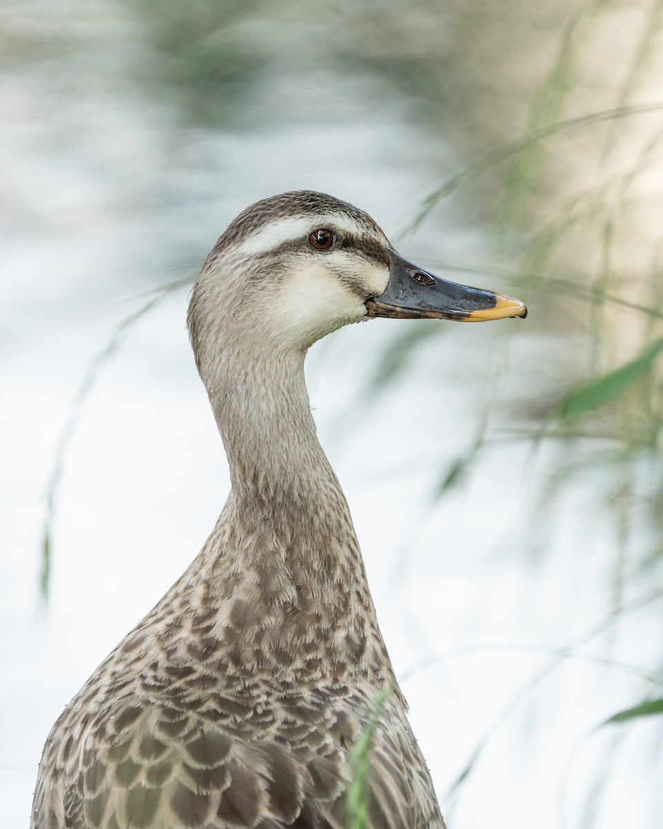 Eastern Spot-billed Duck - ML620521822