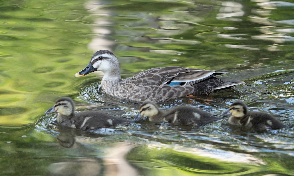 Eastern Spot-billed Duck - Joshua Hogan